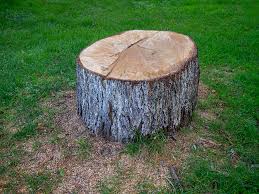 How Our Tree Care Process Works  in  Humansville, MO