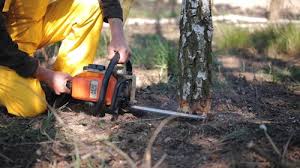 Best Tree Maintenance Programs  in Humansville, MO