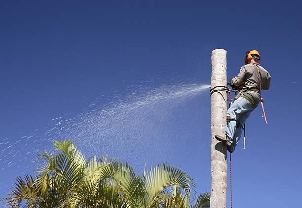 Professional Tree Care in Humansville, MO