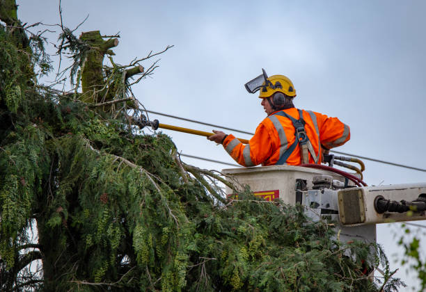 Tree and Shrub Care in Humansville, MO