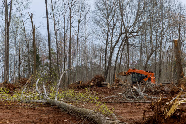 Best Tree Risk Assessment  in Humansville, MO