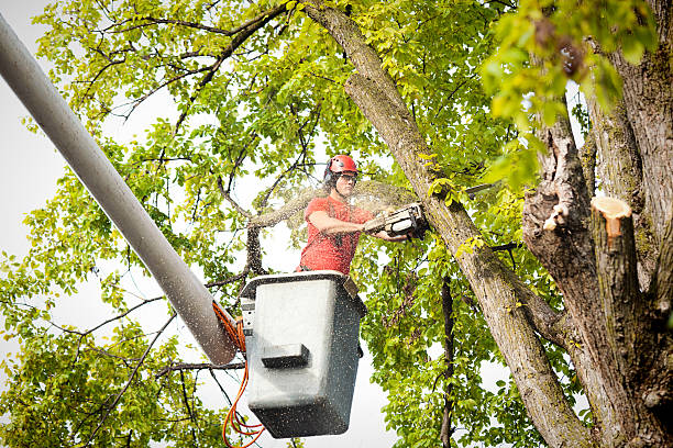 Best Tree Health Inspection  in Humansville, MO